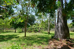 baobab to gardens